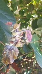 Mesohomotoma hibisci