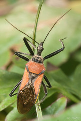 Rhynocoris segmentarius