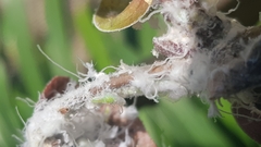 Mesohomotoma hibisci