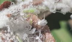 Mesohomotoma hibisci