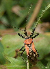 Rhynocoris segmentarius