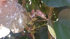 Mesohomotoma hibisci