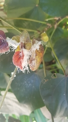 Mesohomotoma hibisci