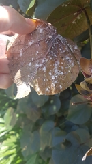 Mesohomotoma hibisci