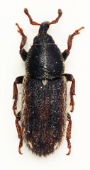 Mecinus circulatus