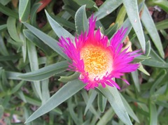 Carpobrotus dimidiatus