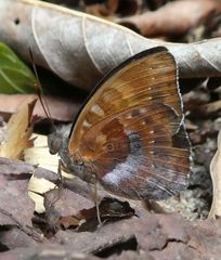 Euriphene