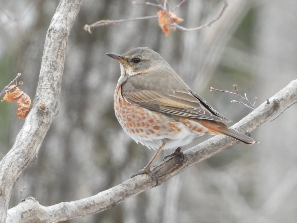 Typical Thrushes