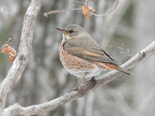 Naumann's Thrush (Turdus naumanni), photo 7