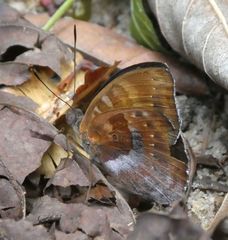 Euriphene