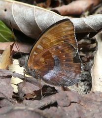 Euriphene