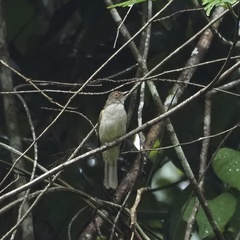 Rubigula erythropthalmos