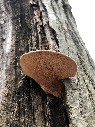 Fomitopsis dickinsii