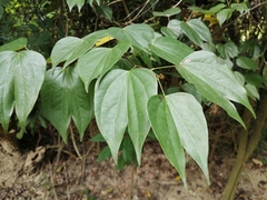 Phanera championii, photograph 五色鳥, CC BY, iNaturalist via GBIF