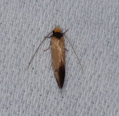 Edosa balanosema