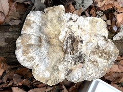 Piptoporellus soloniensis