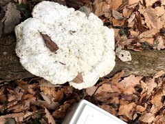 Piptoporellus soloniensis