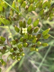 Kalanchoe brachyloba