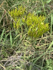Kalanchoe brachyloba