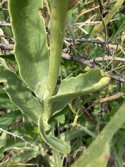 Kalanchoe brachyloba
