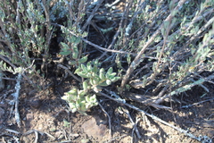 Crassula mesembryanthoides mesembryanthoides