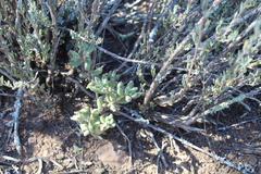 Crassula mesembryanthoides mesembryanthoides