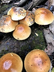Pholiota microspora