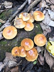 Pholiota microspora