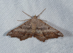 Dissomorphia australiaria