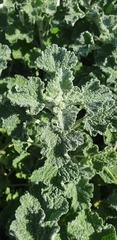 Marrubieae