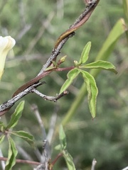 Ipomoea hochstetteri