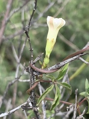 Ipomoea hochstetteri