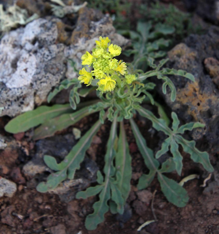 Reseda lancerotae