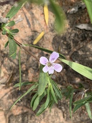 Barleria virgula