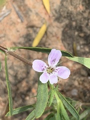 Barleria virgula