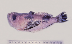 Ichthyscopus nigripinnis