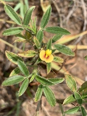Dalbergieae