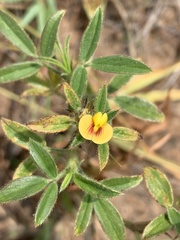 Dalbergieae
