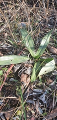 Himantoglossum hircinum