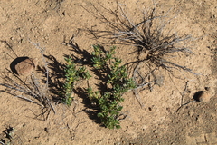 Pachypodium