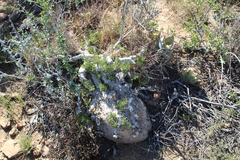 Pachypodium