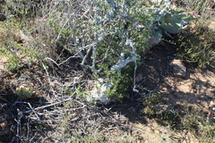 Pachypodium