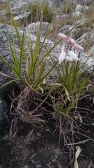 Aloe calcairophila image