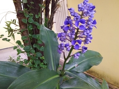 Dichorisandra thyrsiflora