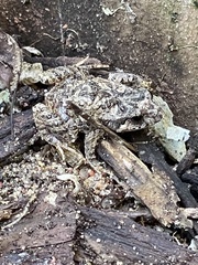 Pseudophryne guentheri