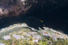 Plectroglyphidodon apicalis