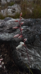 Aloe calcairophila image