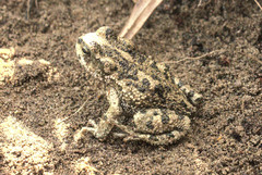 Rhinella limensis