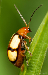 Monolepta cruciata