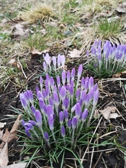 Crocus